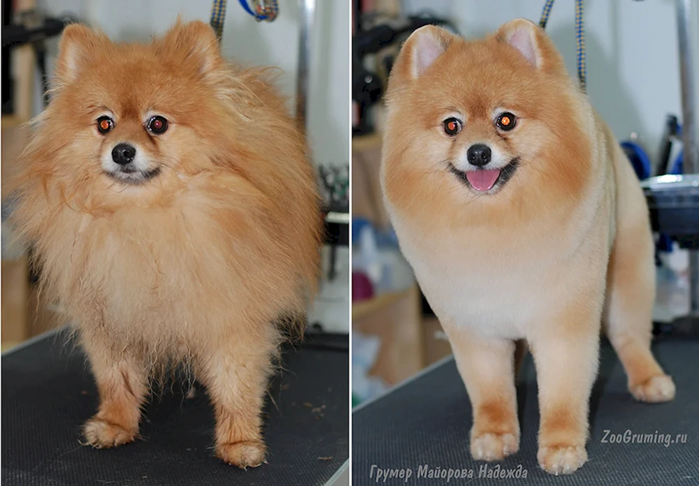 Pomeranian Spitz getrimmt