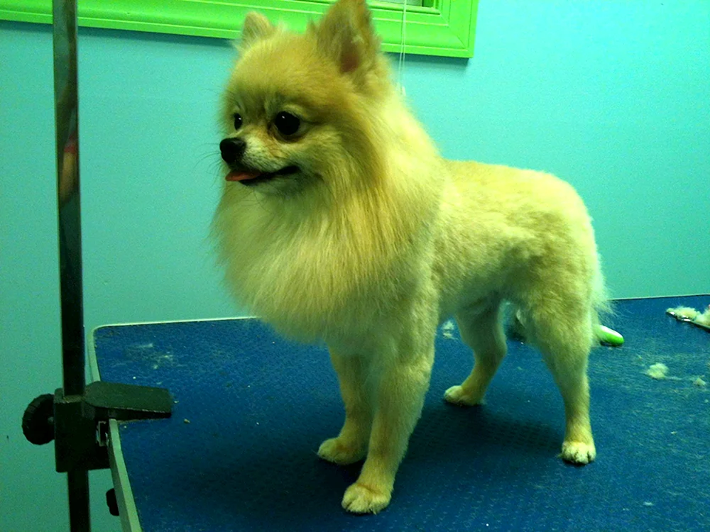 Scheren Pomeranian Spitz Alopezie
