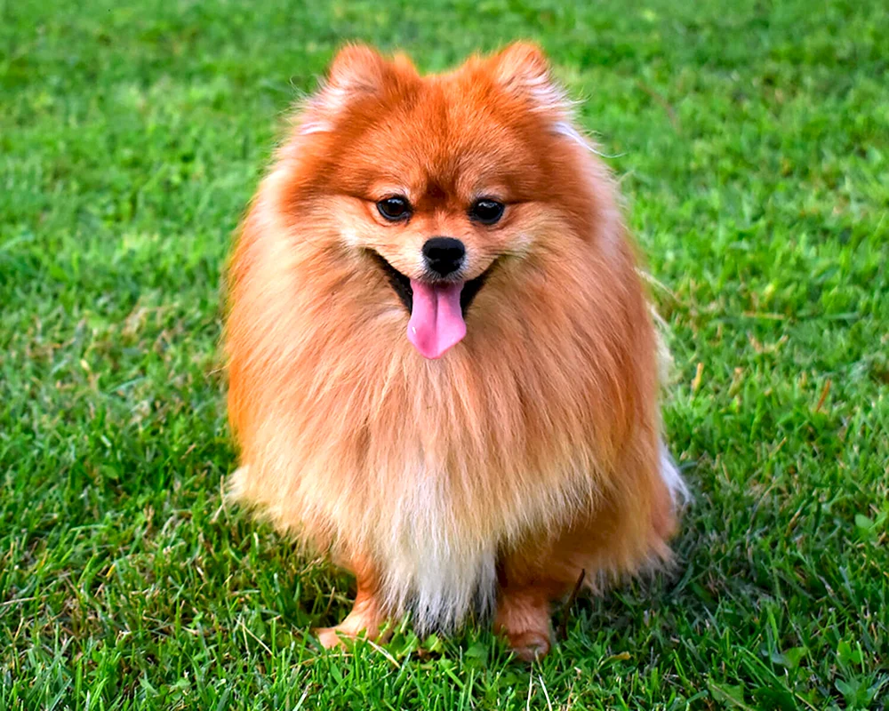 Cow Chow Hund