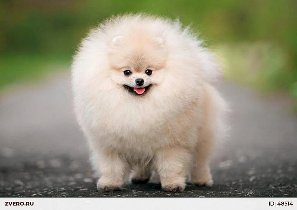 Pomeranian Spitz Hunderassen