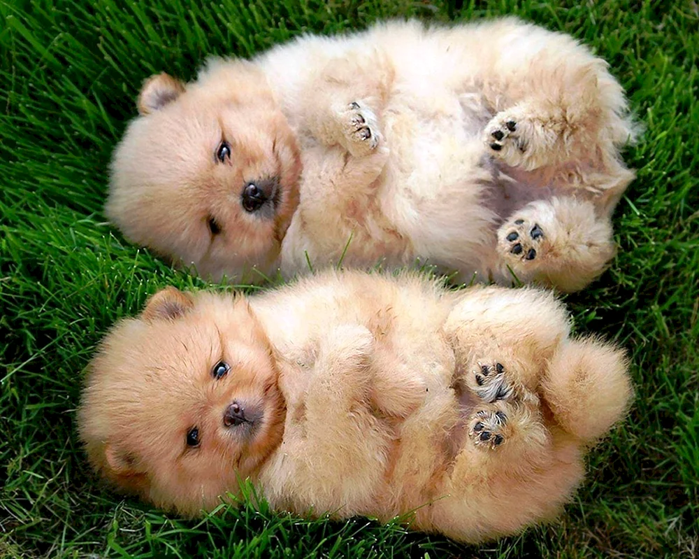 Pomeranian Spitz Puppi