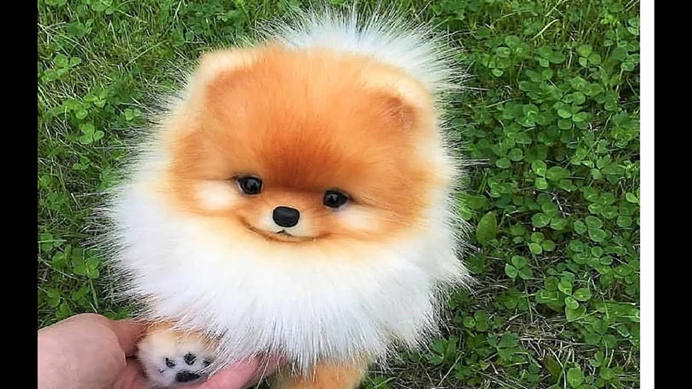 Zwerg Spitz Fluffy