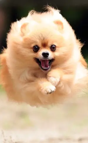 Pomeranian Spitz Welpe