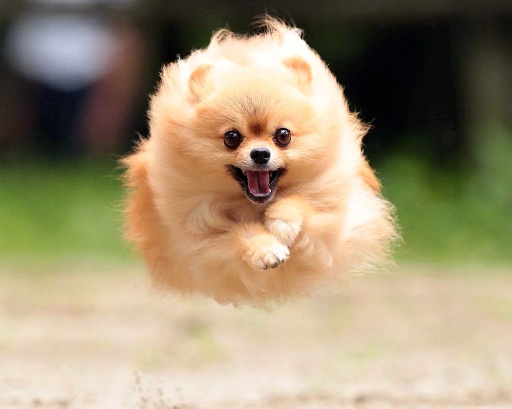 Pomeranian Spitz Welpe