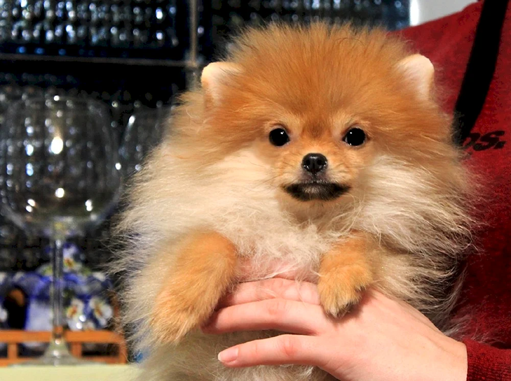 Pomeranian spitz wurzik