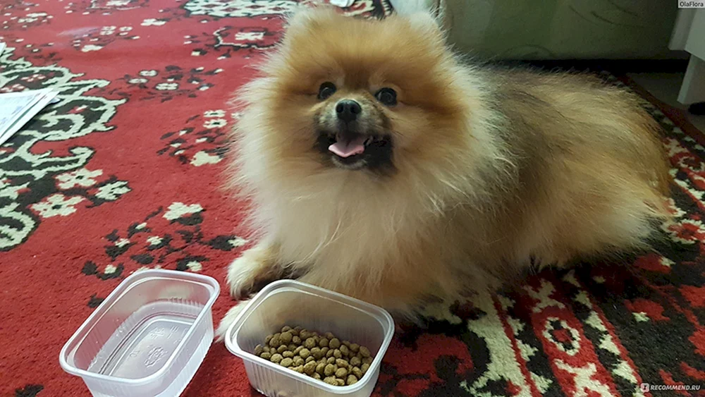 Pomeranian spitz wurzik