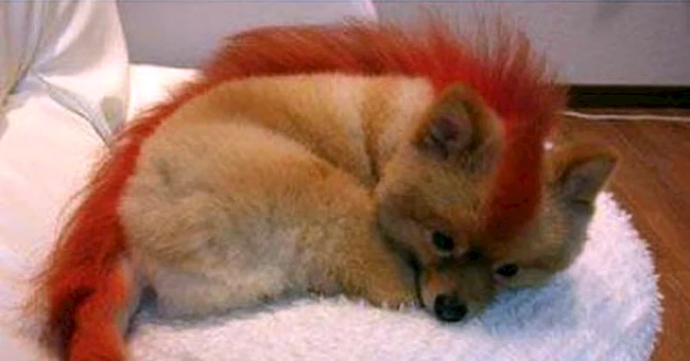 Pomeranian Fuchsschwanz Spitz