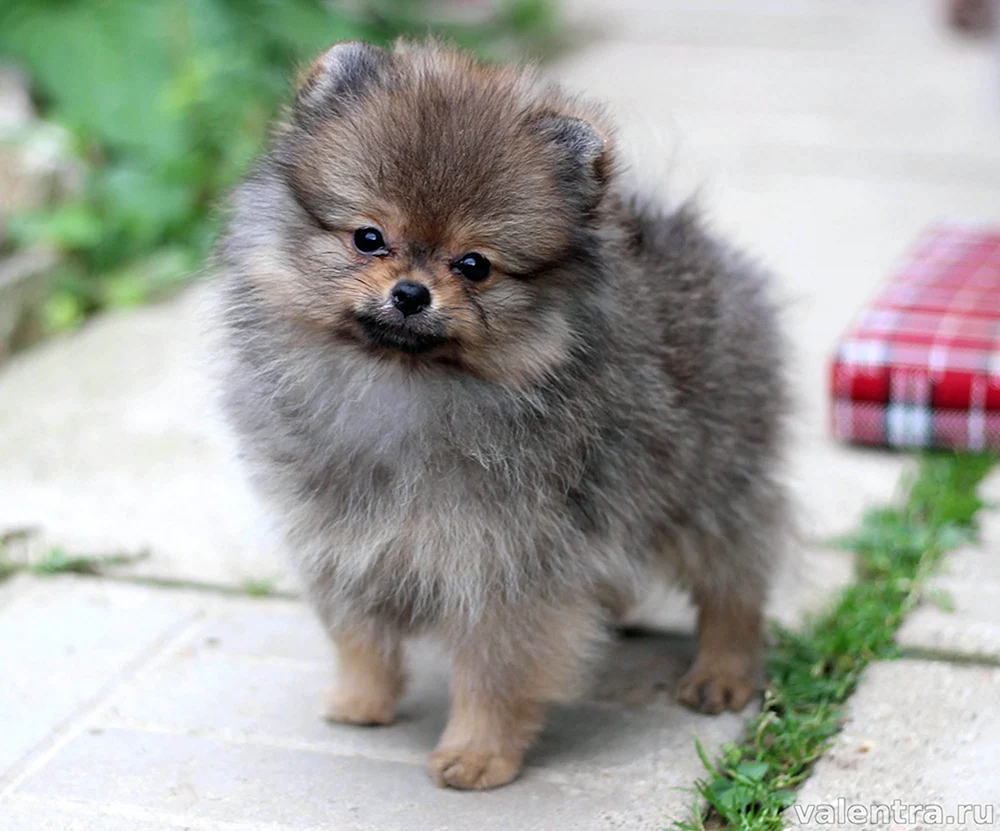 Pomeranian Spitz grau