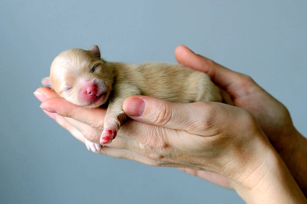 Pomeranian Spitz Welpen neugeboren