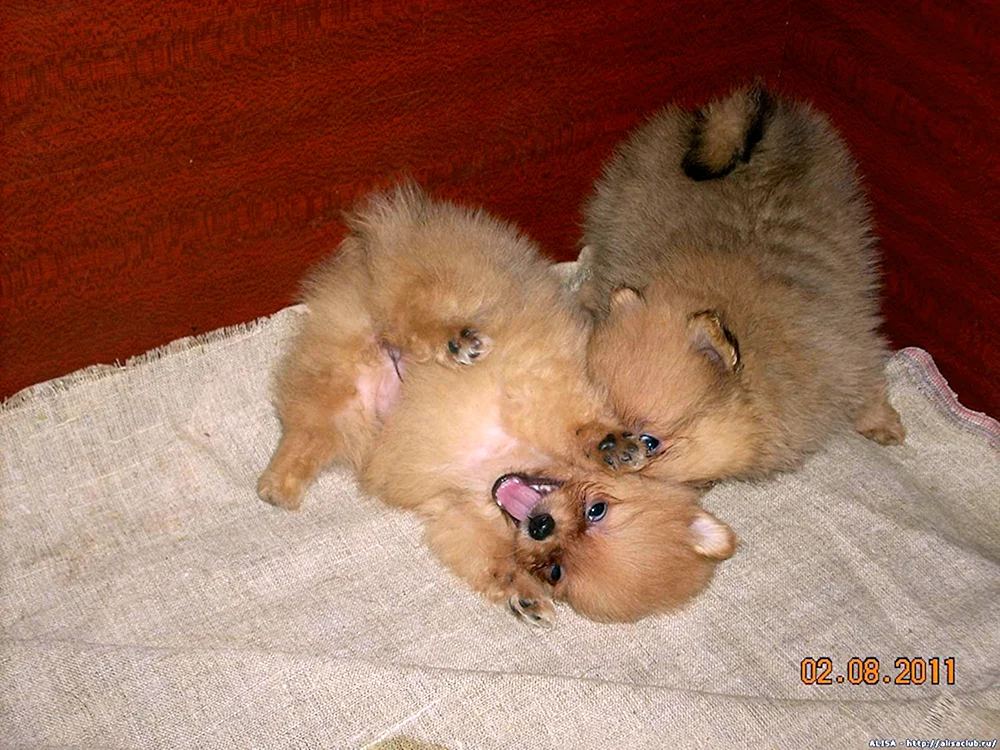Pomeranian Spitz Welpe Neugeboren