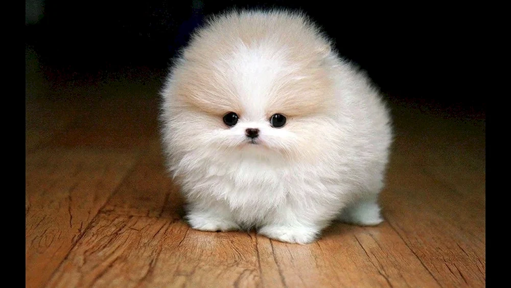 Pomeranian Spitz Teacup Hund