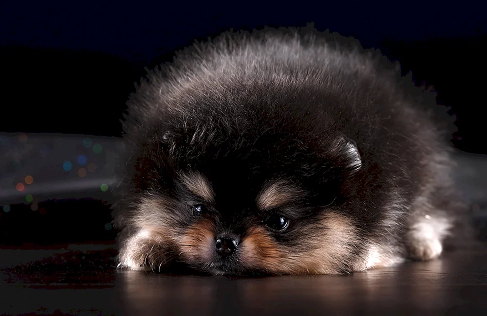 Pomeranian Spitz