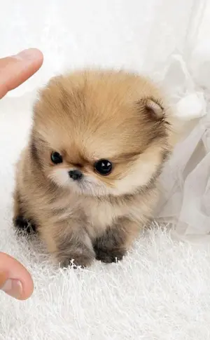 Pomeranian Spitz Teacup Pomeranian Spitz BOO Maltipoo micro