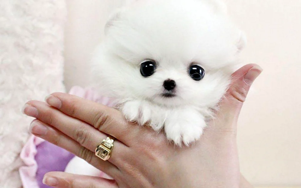 Dwarf Spitz Fluffy