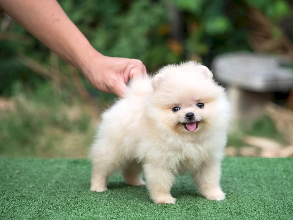 Pomeranian Spitz Teacup.