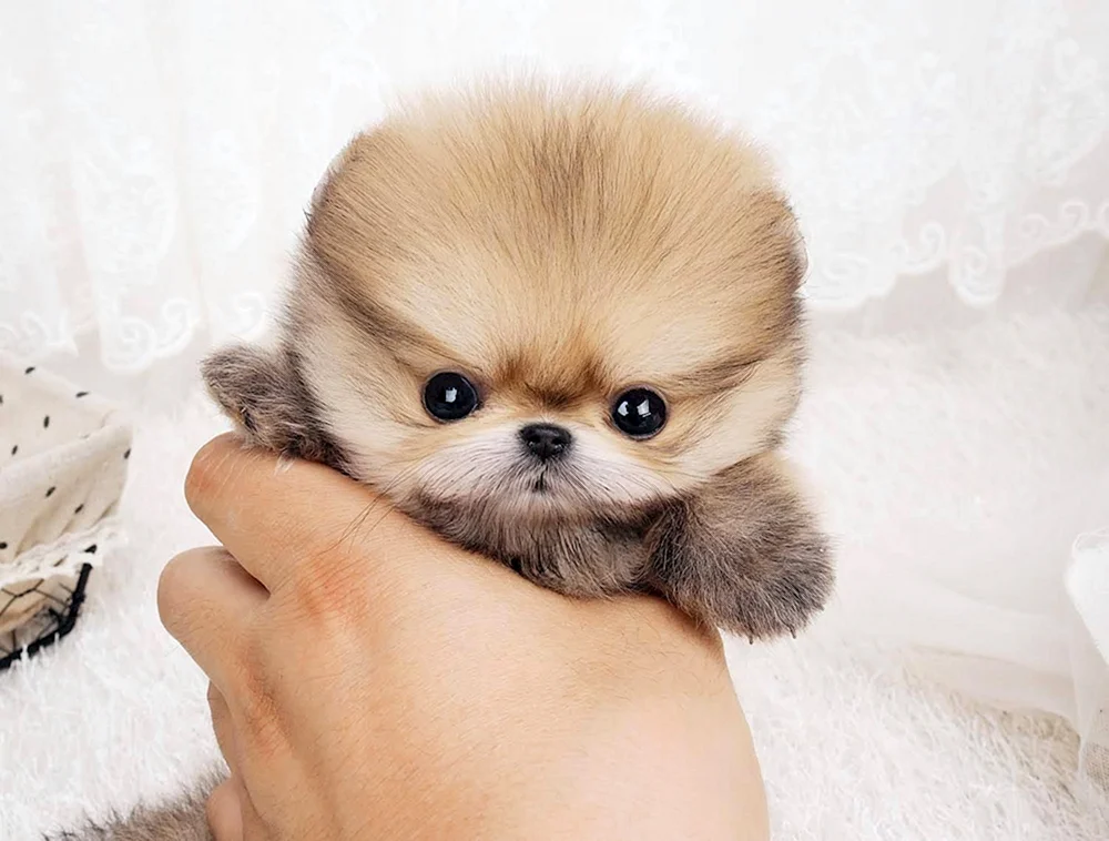 Pomeranian Spitz Teacup.