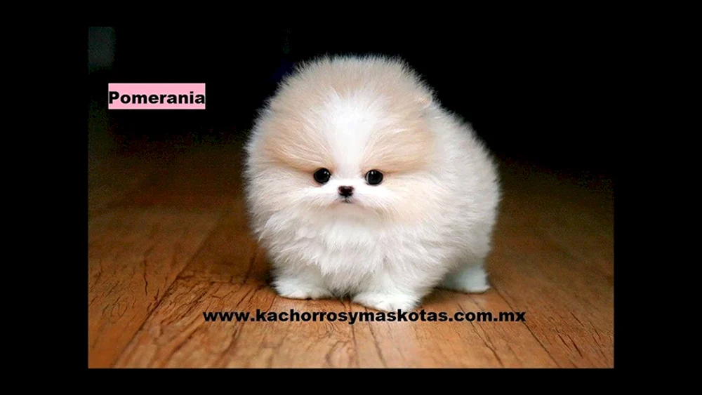 Pomeranian Pudel