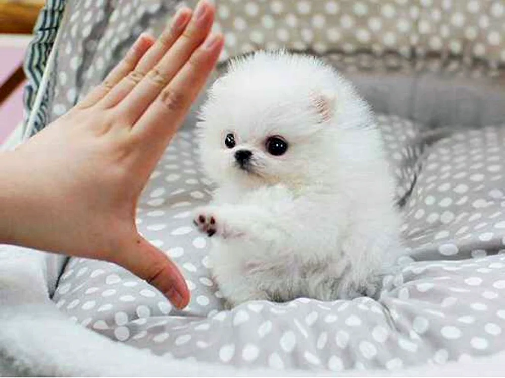 Pomeranian Spitz Teacup.