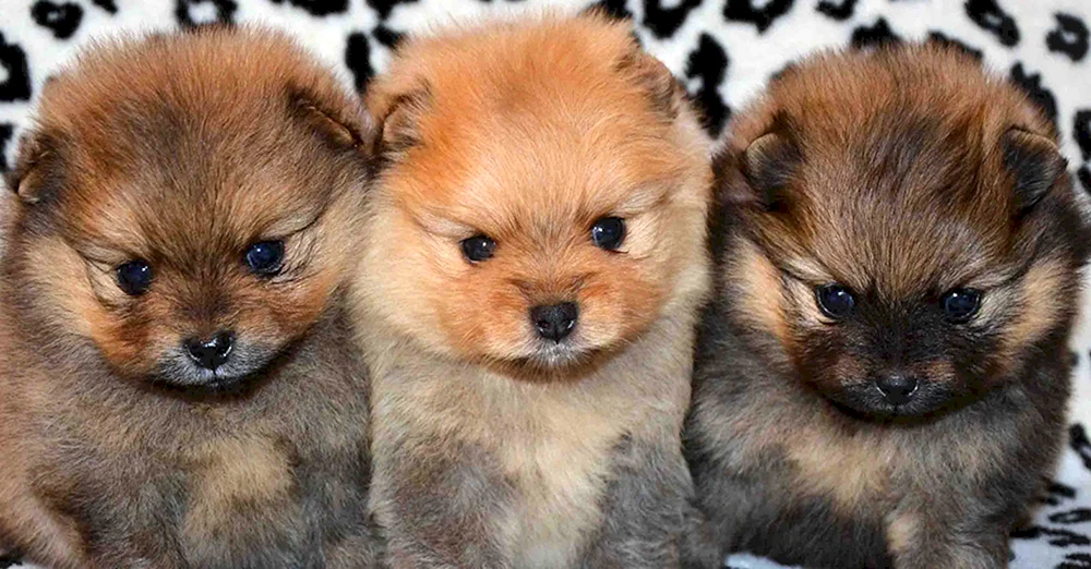 Spitz Teacup.