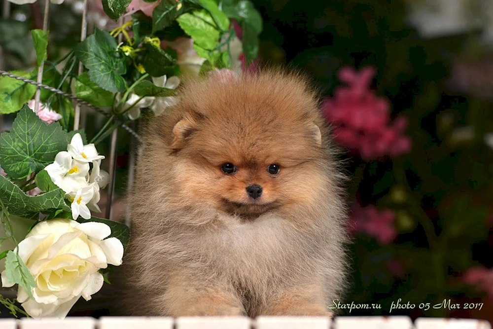 Pomeranian Spitz Teacup.