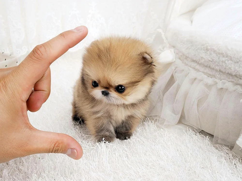 Pommerscher Spitz Jiffpom