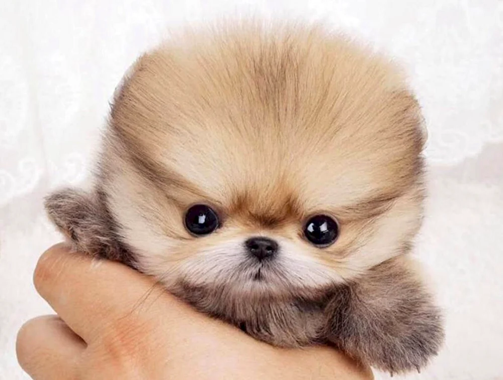 Japanischer Pomeranian Spitz