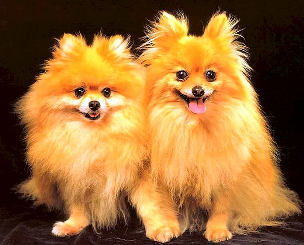Goldener Spitz