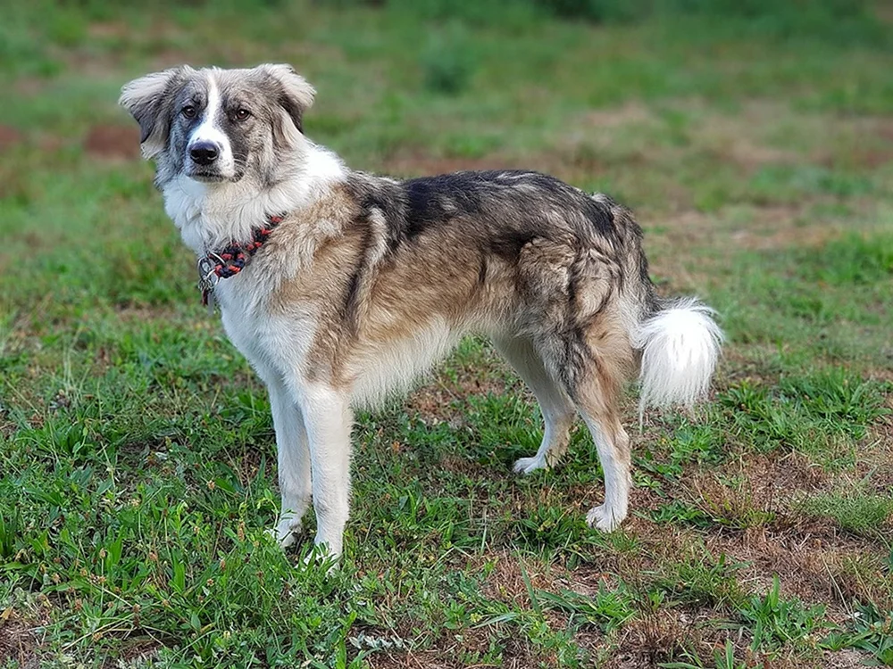 Border Collie Mix