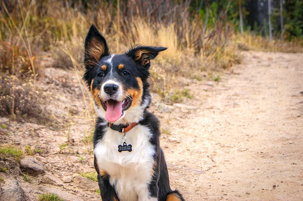 Border Collie Mix Collie