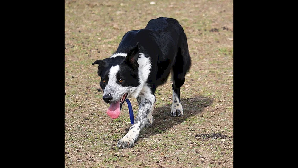 Border Collie Mix