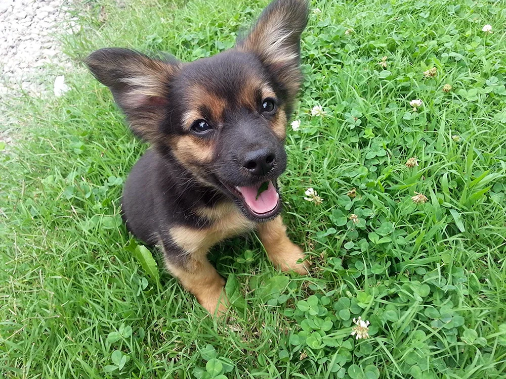 Mestiz Chihuahua