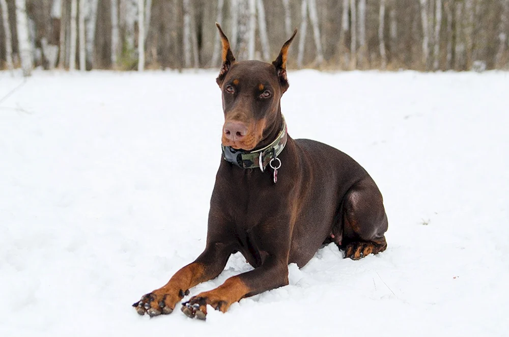 Dobermann Husky métis