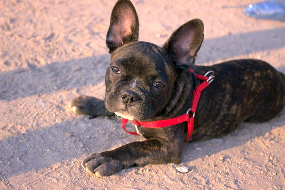 Métis von Französischer Bulldogge