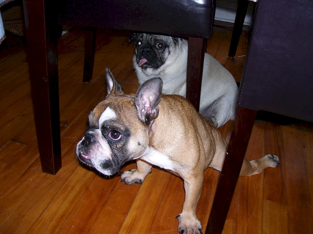 Französische Bulldogge Métis