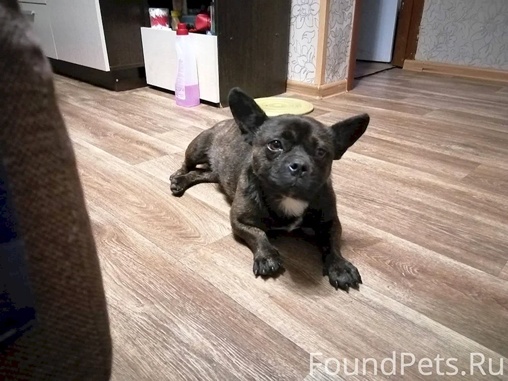Métis Französische Bulldogge und Mischling