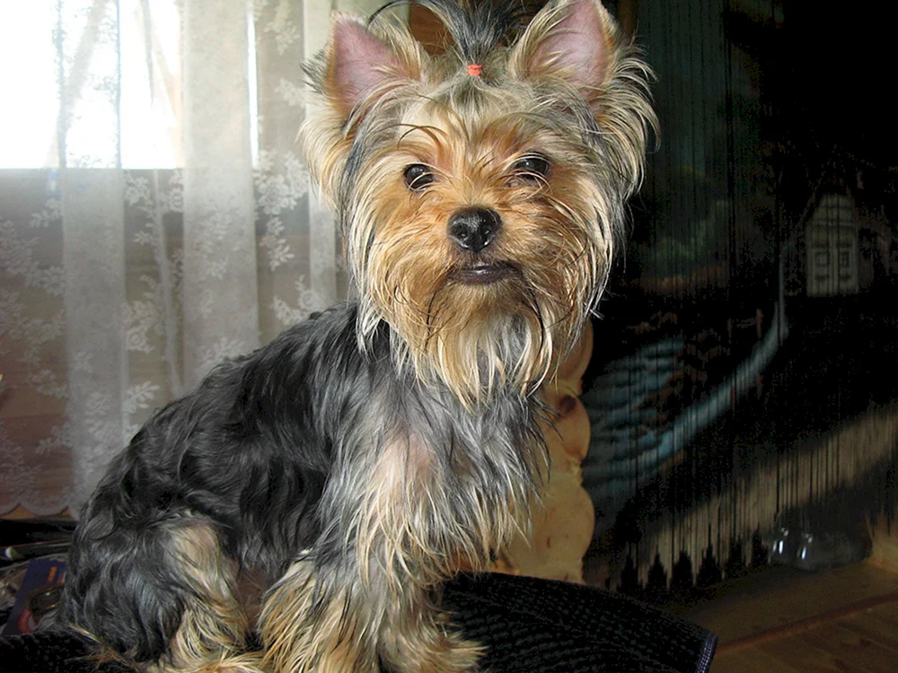 Yorkshire terrier métis