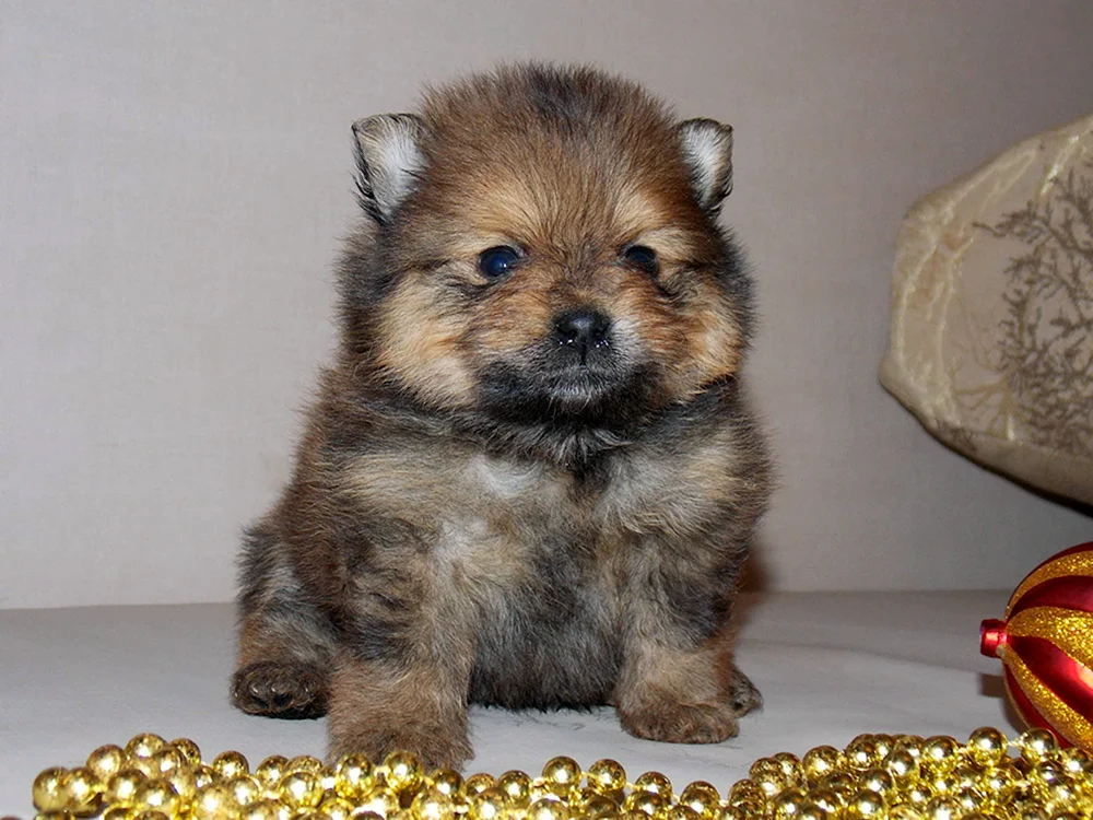 Yorkie und Spitz métis