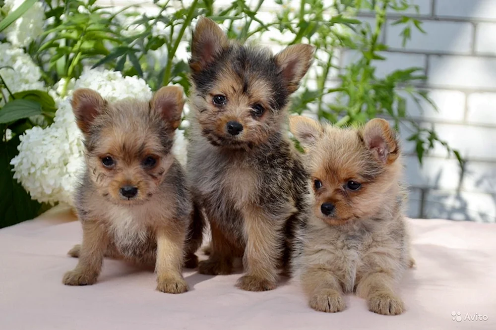 Yorkie und Spitz métis Yorkie und Spitz
