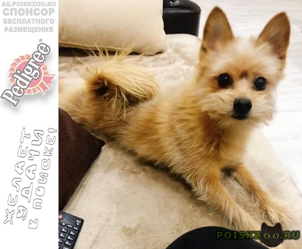 Yorkie und Spitz