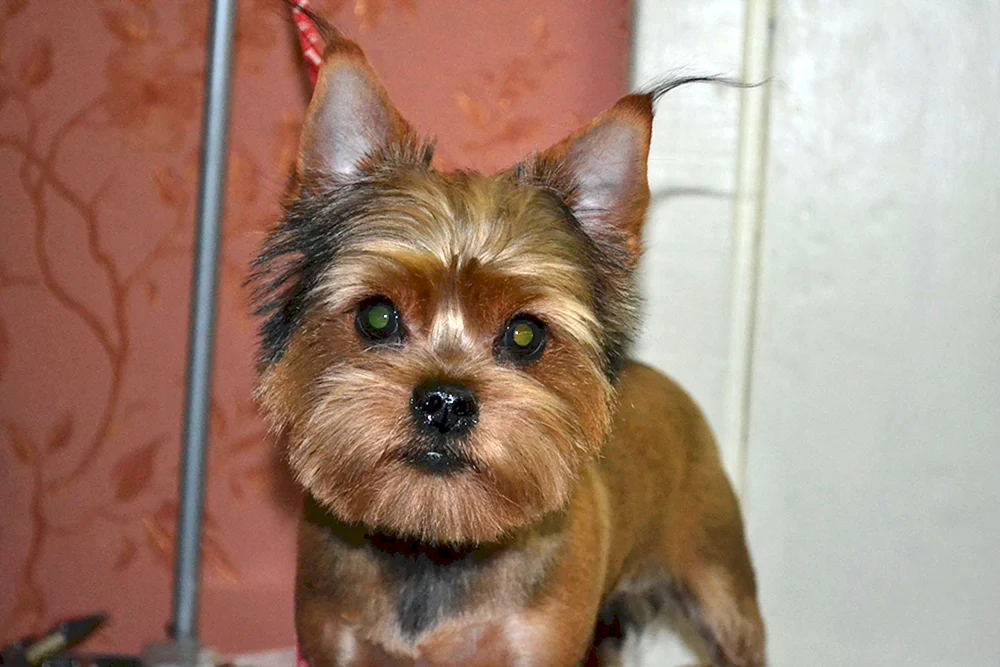 Yorkie und Spitz Mix