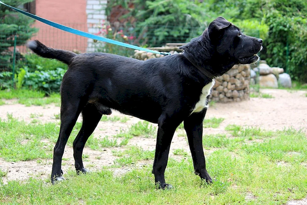 Kane Corso und Alabai métisKane Corso und Schäferhund métisKane Corso und Alabai métisMétis von Pit Bull und Kane Corso