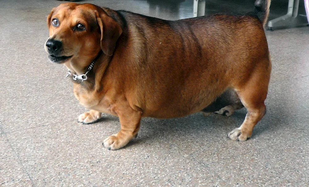 Fette Hunde