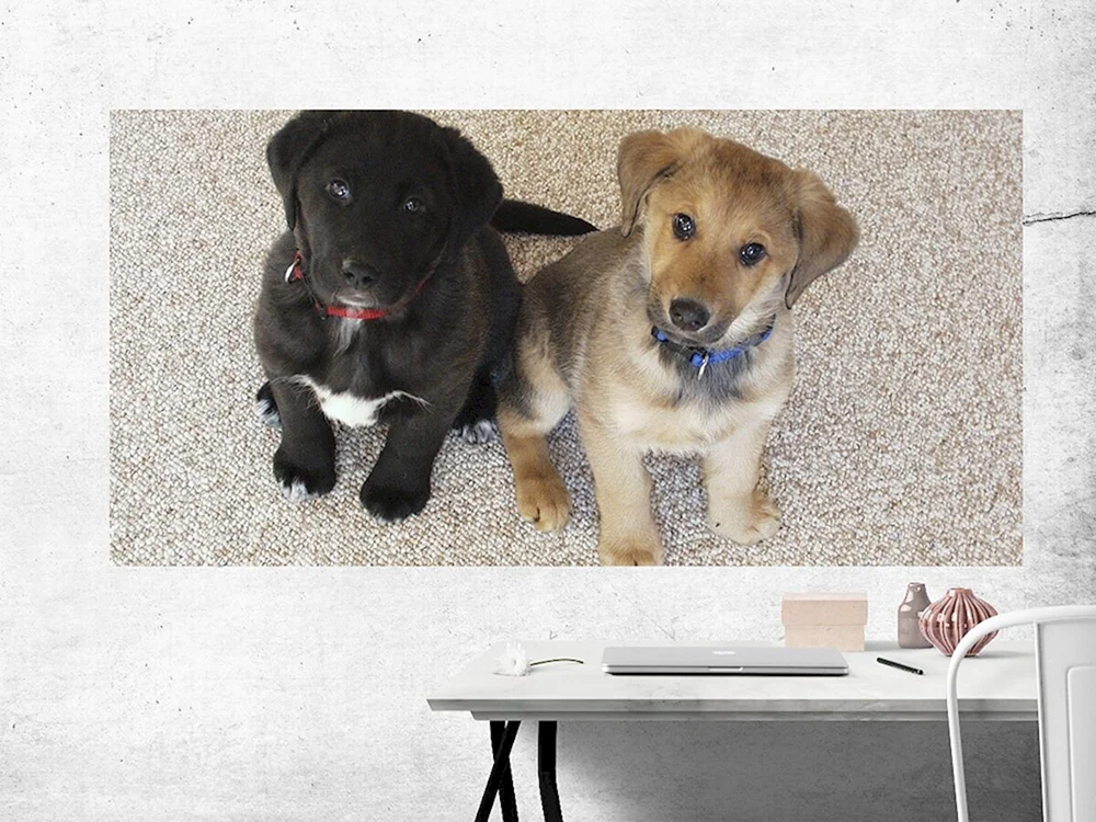 Labrador und Schäferhund Mix