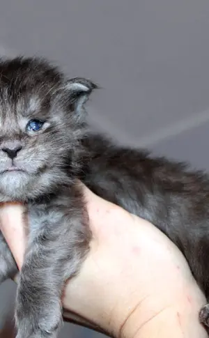 Maine Coon Mix