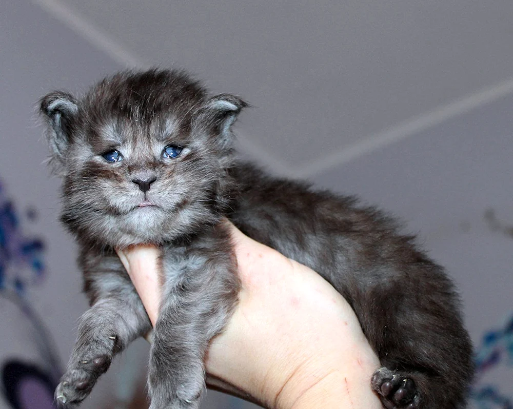 Maine Coon Mix