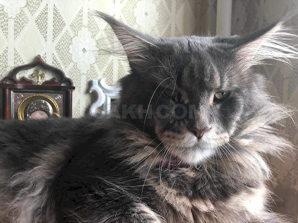Maine Coon lop