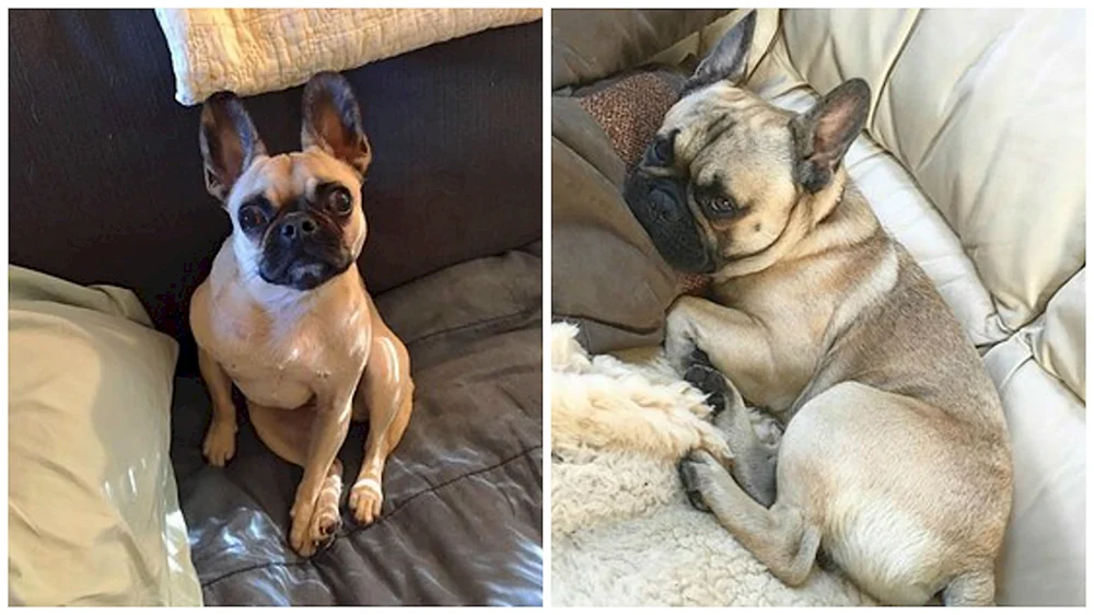 Französische Bulldogge Métis