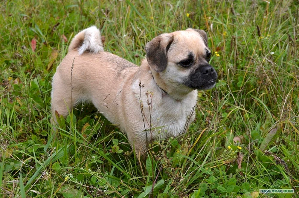 Mops und Chihuahua