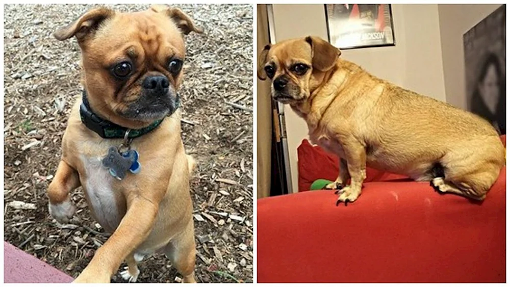 Mops und Chihuahua
