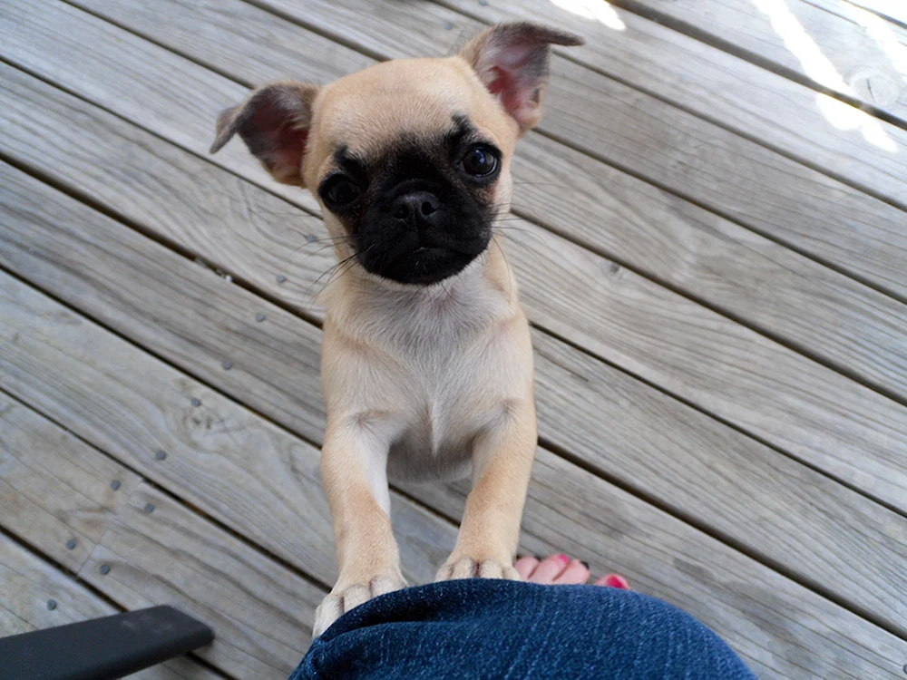 Mops Griffon